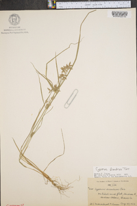 Cyperus diandrus image